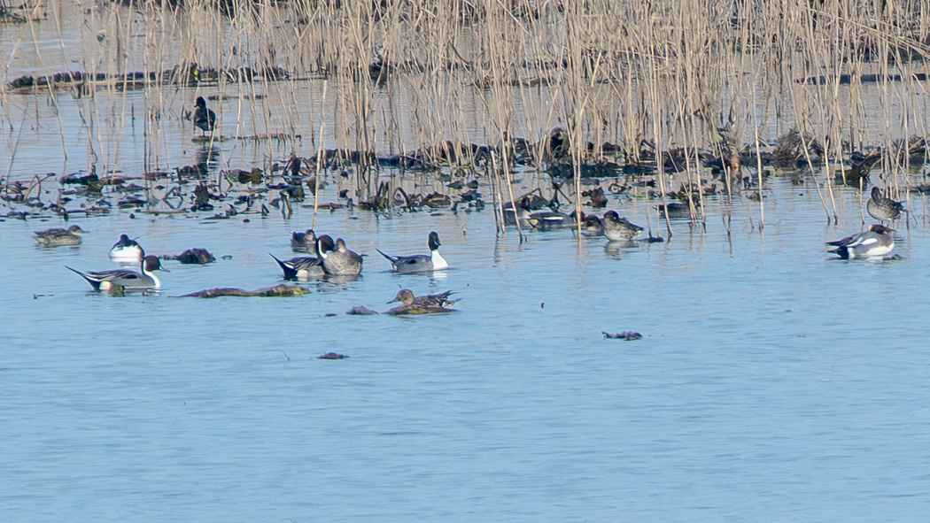 Northern Pintail